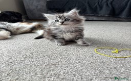 Maine Coon cats for sale: Beautiful female Maine coon ready 15/12/2025 - Image 8