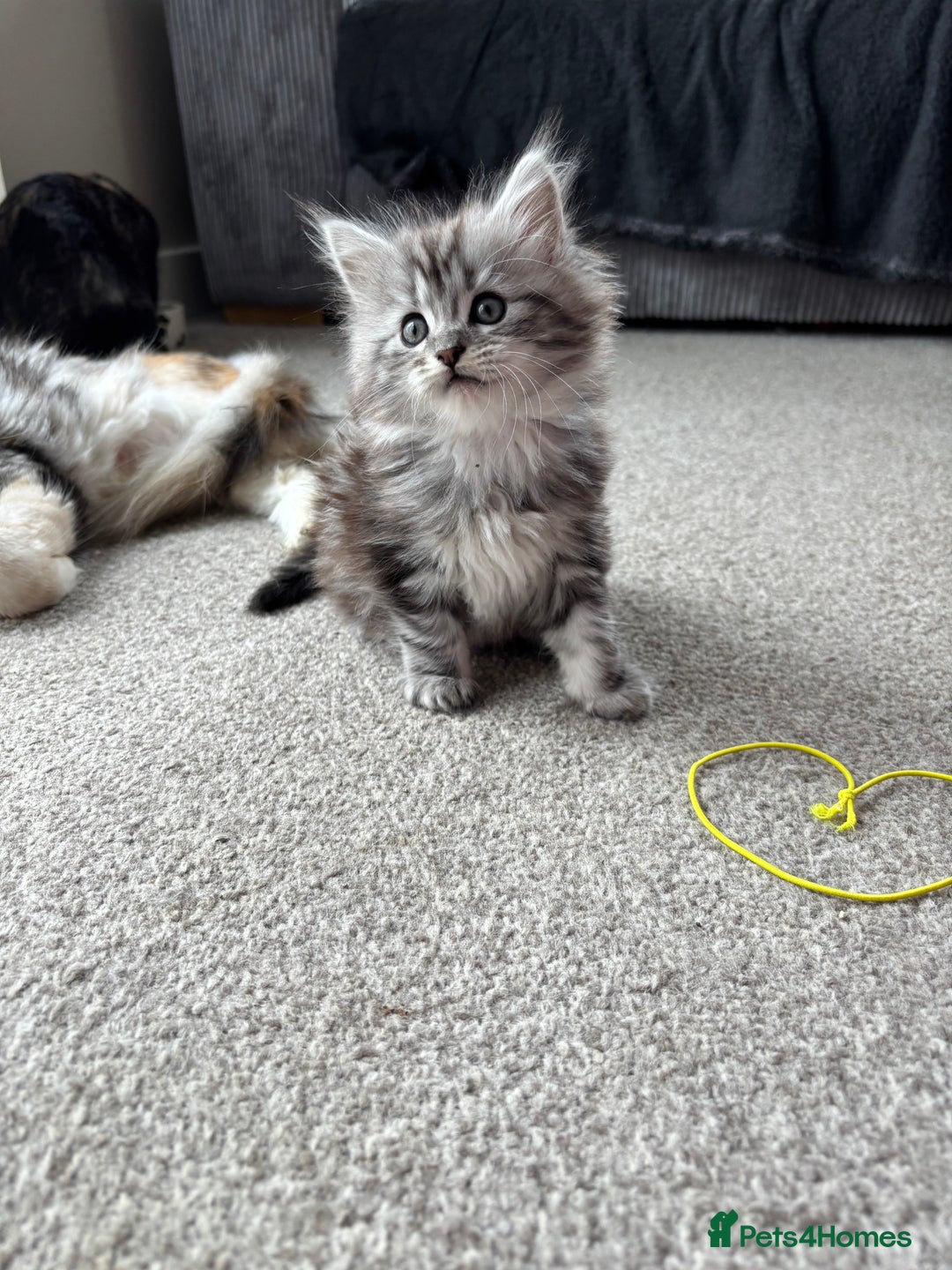 Maine Coon cats for sale: Beautiful female Maine coon ready 15/12/2025 - Image 8