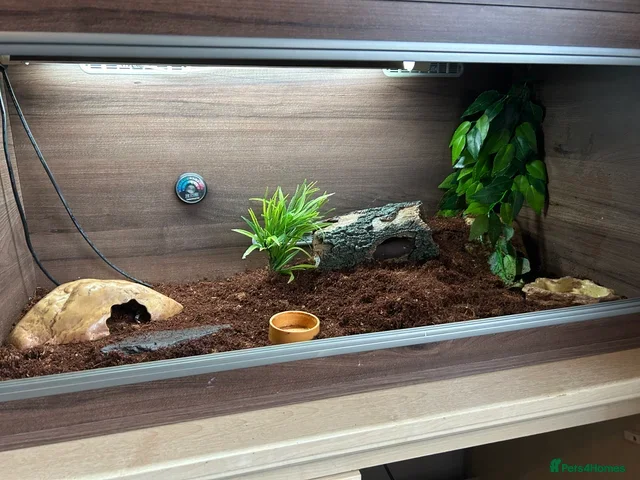 Leopard Gecko reptiles Leopard gecko and complete set up - Advert 5