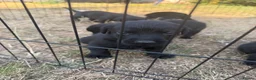 Labrador Retriever dogs for sale: Excellent breed KC labs fendawood Harold  lines  - Advert 10
