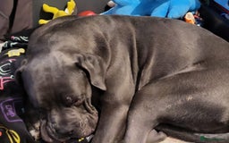 Cane Corso dogs for sale: Cane corso male  - Image 3