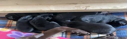 Labrador Retriever dogs for sale: KC registered black Labrador puppies  in Mansfield - Advert 2