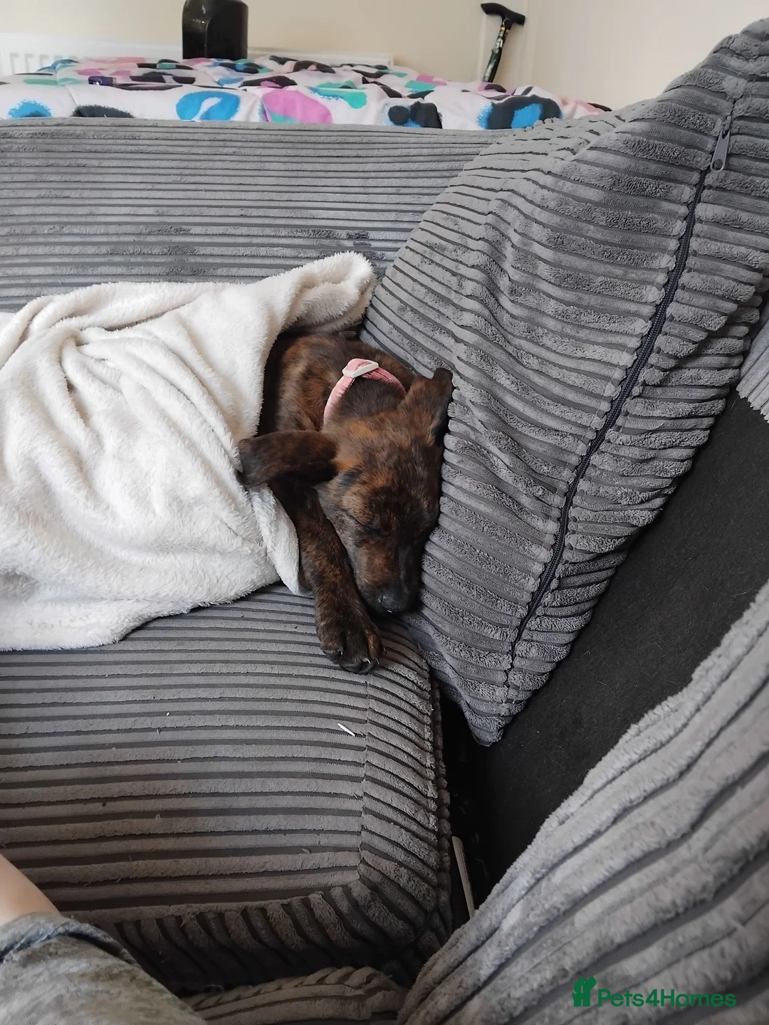 Mixed Breed dogs for sale: Malinios cross German shepherd  in Swindon - Advert 2