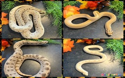 Snake reptiles for sale: Cb25 Hognose snakes AMAZING  - Image 11