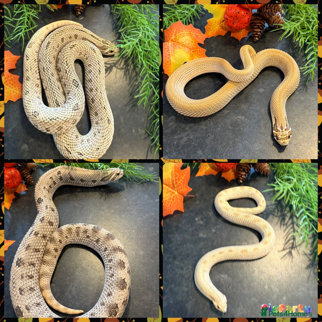 Snake reptiles for sale: Cb25 Hognose snakes AMAZING  - Image 11