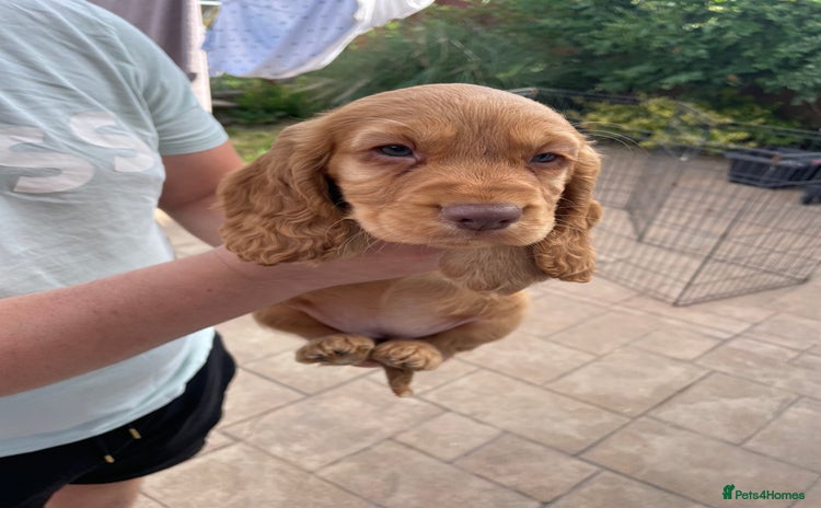 Cocker Spaniel dogs - Advert 11
