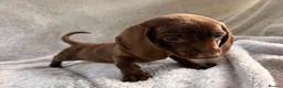 Miniature Dachshund dogs for sale: Miniature dachshund  - Advert 11