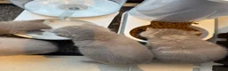 British Shorthair cats for sale: 🐾Beautiful British shorthair kittens for Sale 🐾 in Northampton - Advert 8