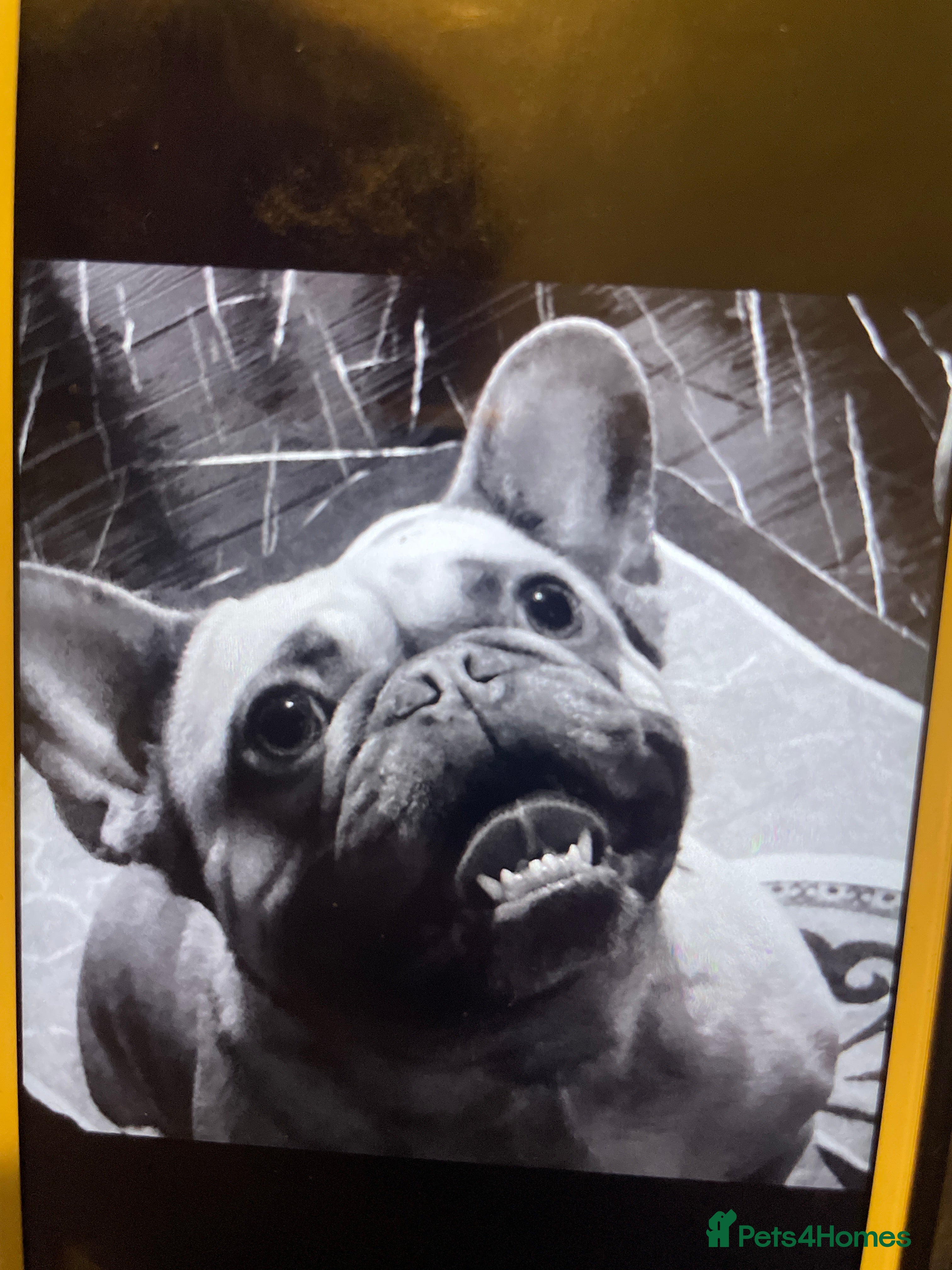 French Bulldog dogs Dog for salle in Liverpool - Advert 1