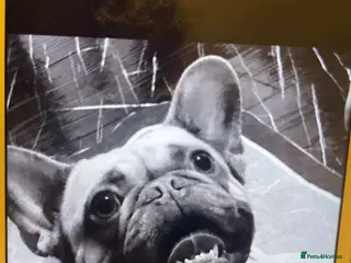 French Bulldog dogs Dog for salle in Liverpool - Advert 1