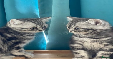British Shorthair cats - Advert 2