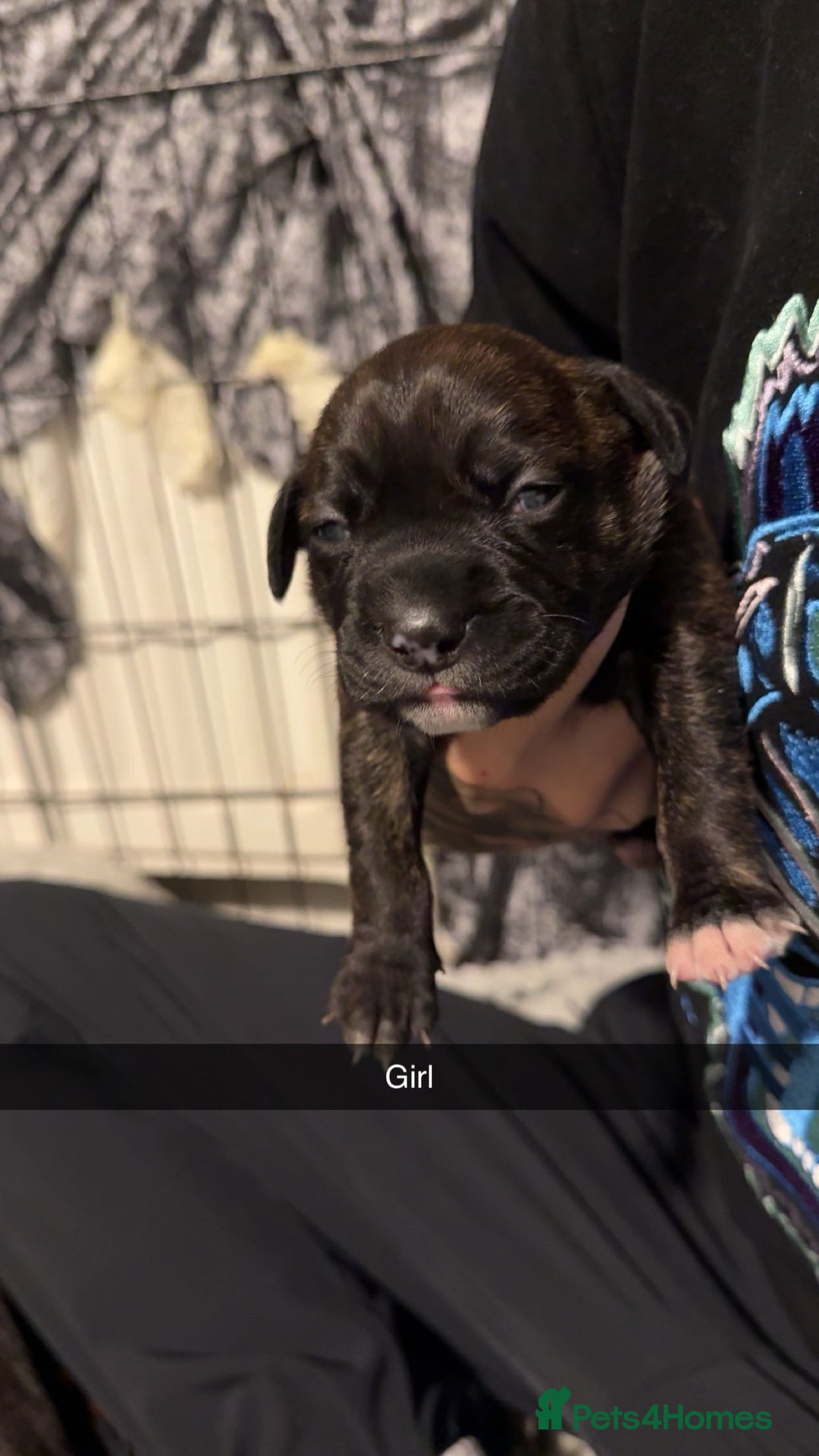 Mixed Breed dogs for sale: 9 cane corse/ staff pups  - Image 4