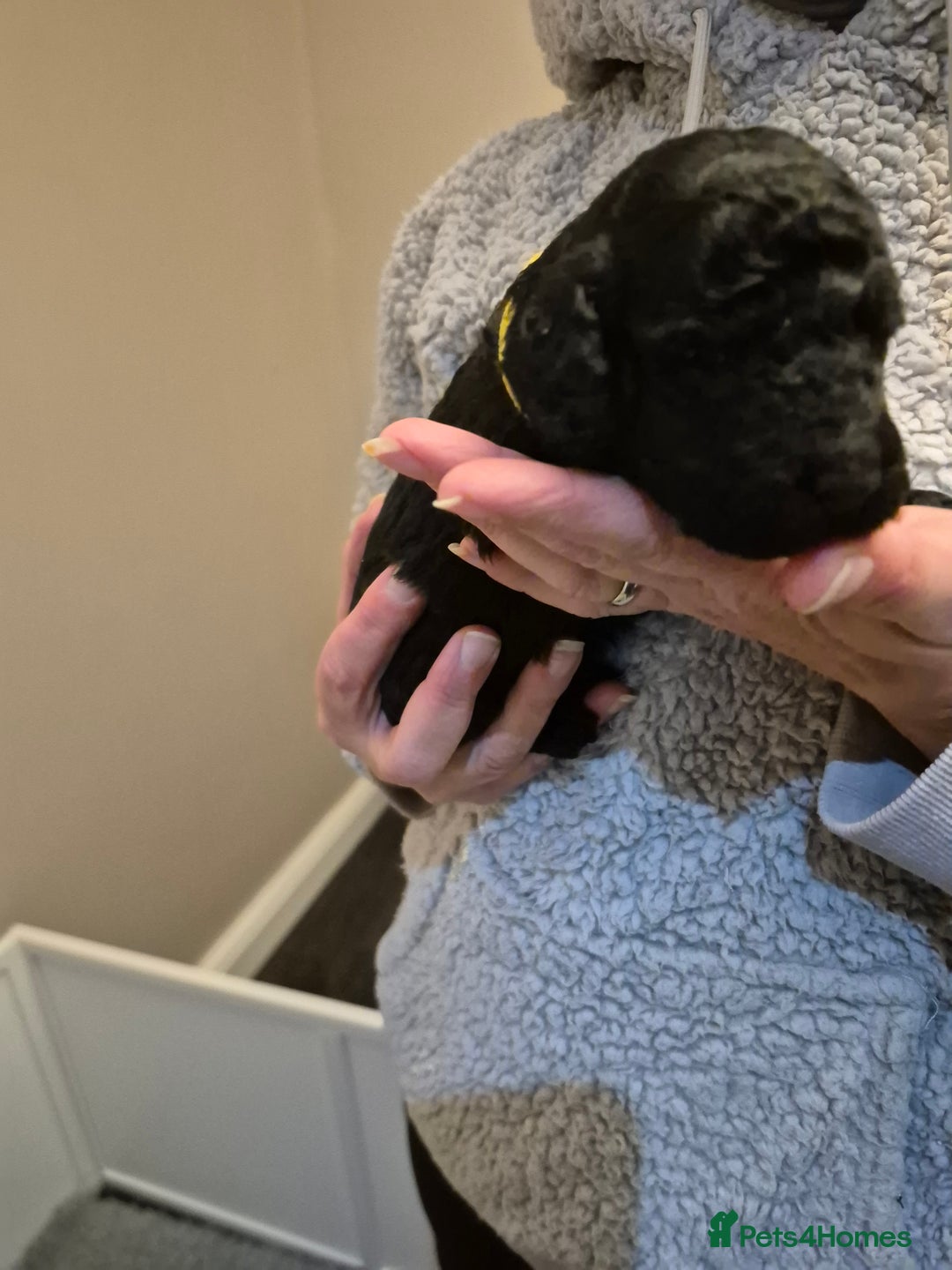 Cockapoo dogs for sale: Adorable cockapoo puppies - Advert 11