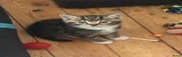 Mixed Breed cats for sale: Tortoise shell male kittens - Advert 4