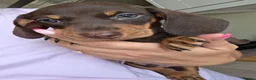 Miniature Dachshund dogs for sale: Kc registered Miniature Dachshund  - Advert 4