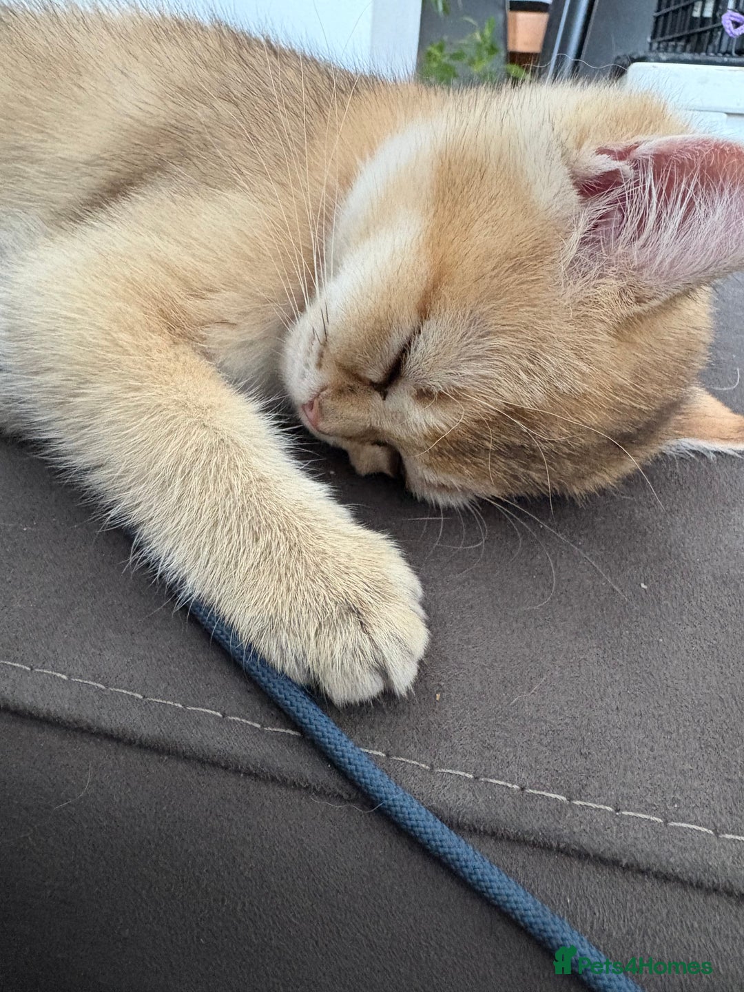 British Shorthair cats for sale: 🐾 Purebred British Shorthair & Longhair Kittens  - Image 33