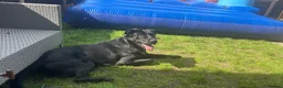 Sheprador dogs for sale: Oreo 3 years  in Nottingham - Advert 18