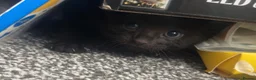 Mixed Breed cats for sale: Mixed Breed Bengal Kittens - Advert 10