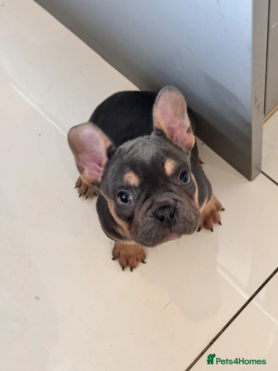 French Bulldog dogs for sale: KC reg Frenchbull dog puppies  - Advert 2