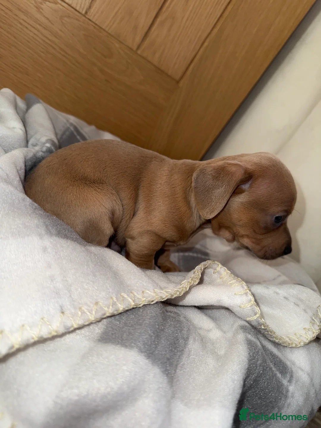 Chiweenie dogs for sale: Beautiful Chiweenie For sale - Advert 8