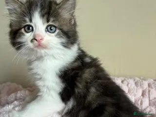 Mixed Breed cats British Short Hair Cross Ragdoll Kittens - Advert 16