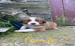 Mixed Breed dogs for sale: Beautiful Border Collie pups - Image 6