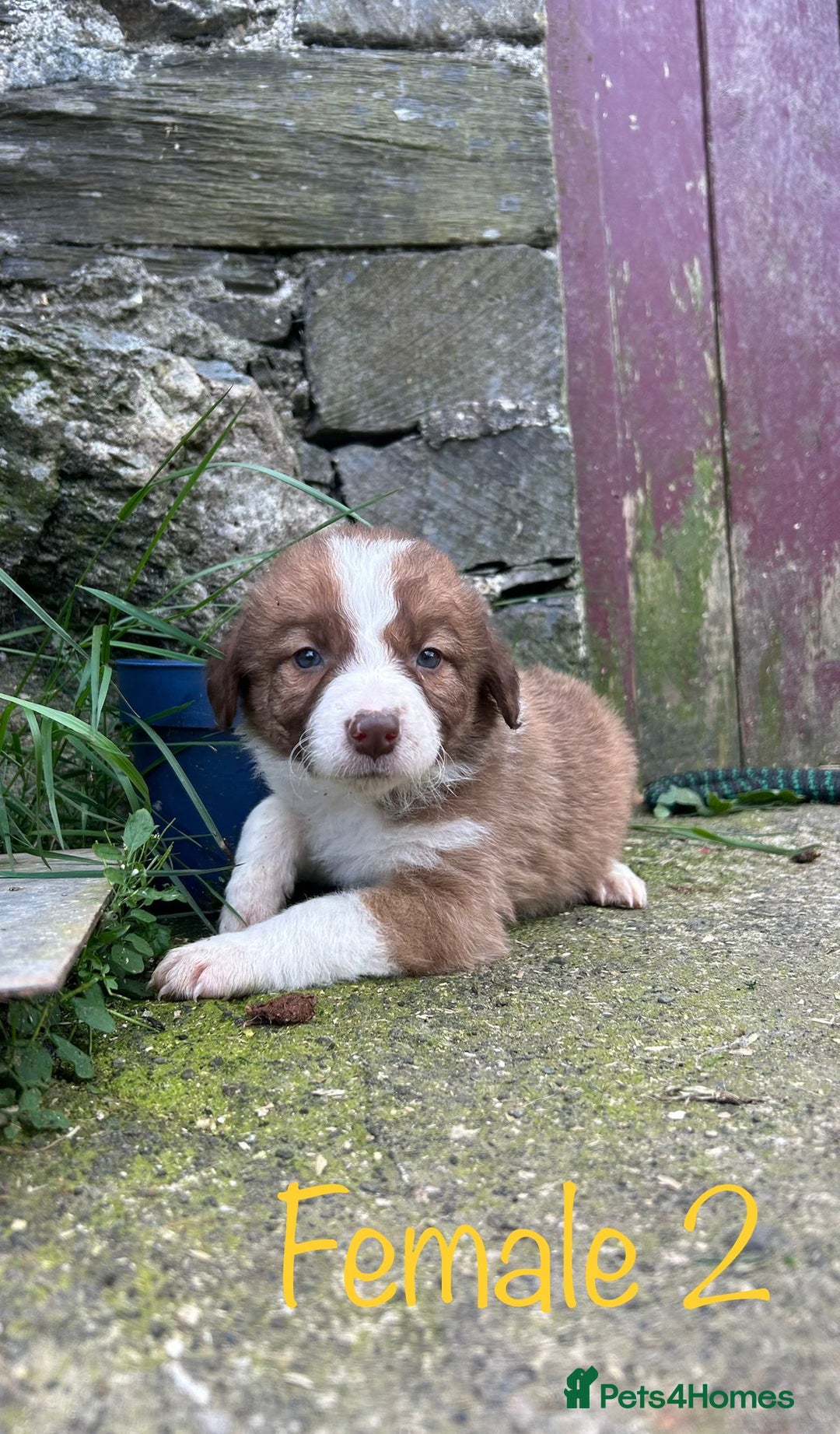 Mixed Breed dogs for sale: Beautiful Border Collie pups - Image 6