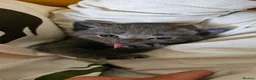 Mixed Breed cats for sale: Mixed Gray British Shorthair kittens 🩶 - Advert 22