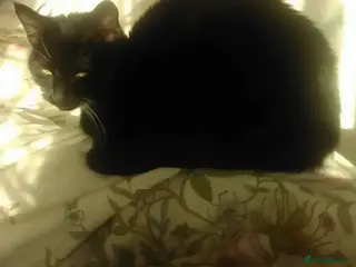 Mixed Breed cats Female cat - Advert 3