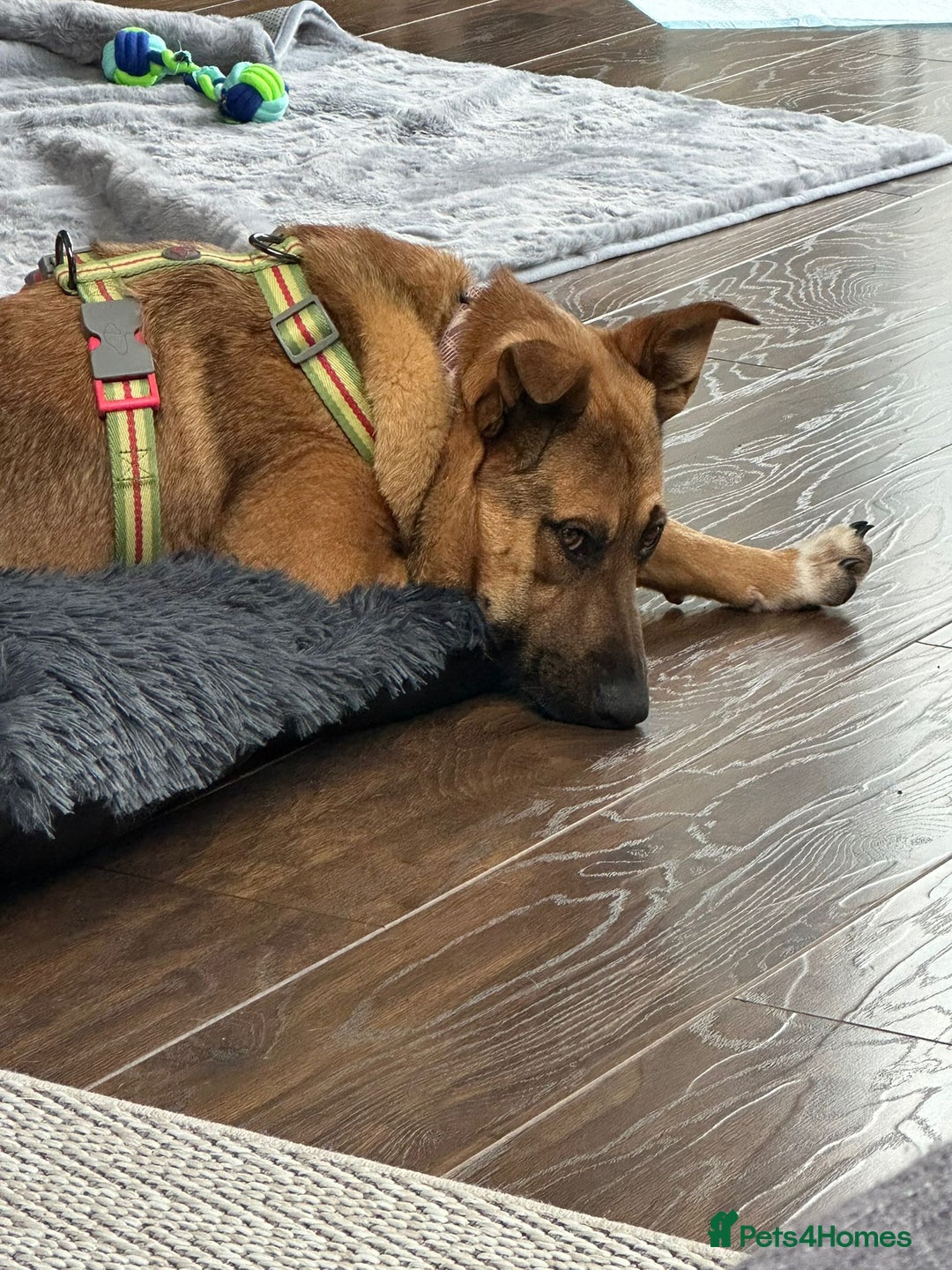 Mixed Breed dogs for adoption: 💙Lord — amazing  8-month-old medium boy💙 - Advert 10