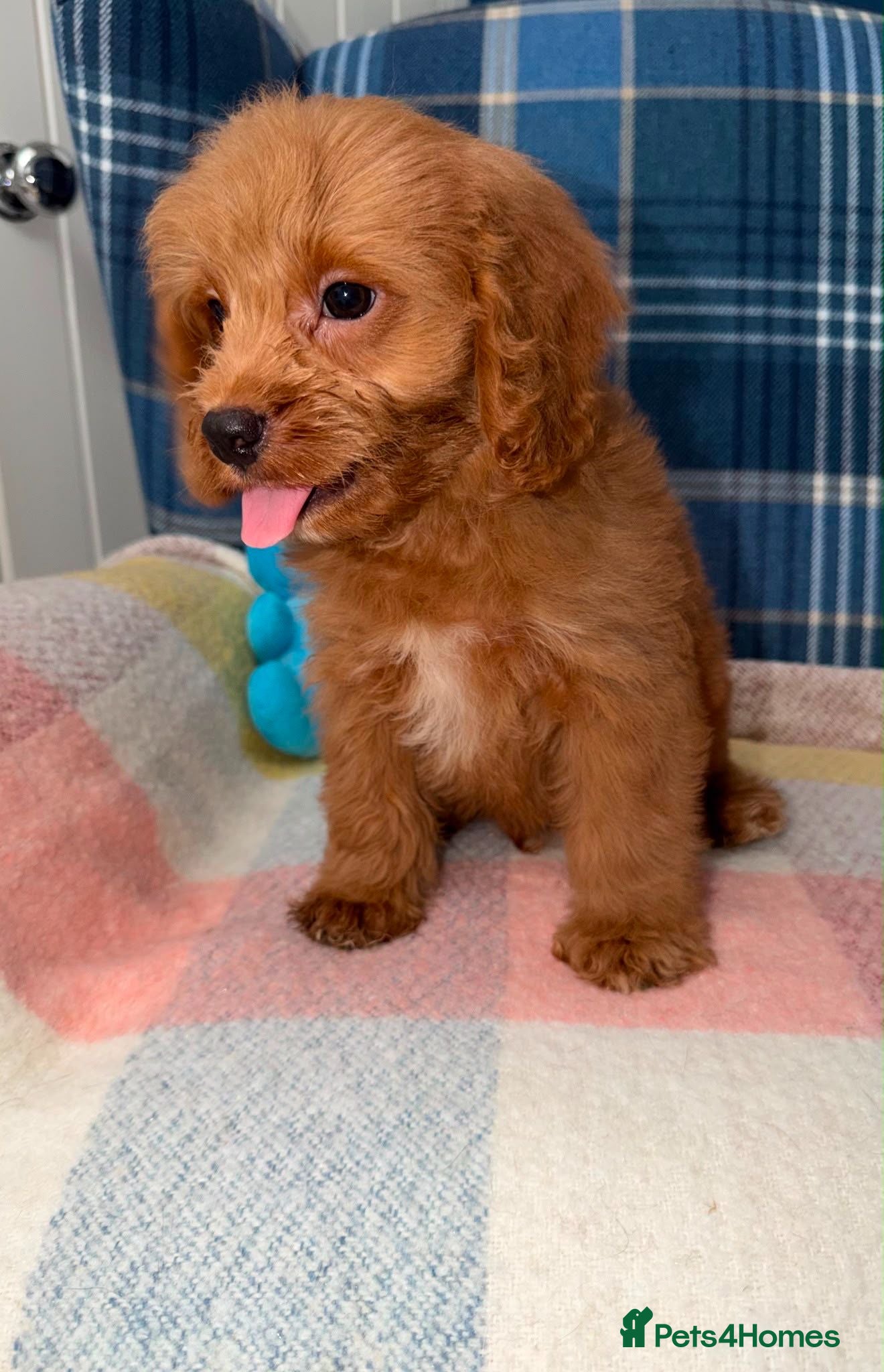 Cavapoo dogs Stunning Red Cavapoo Puppies Ready Now - Advert 2