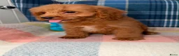 Cavapoo dogs for sale: Stunning Red Cavapoo Puppies Ready Now - Advert 2