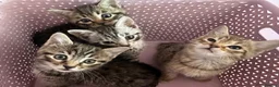 Bengal cats for sale: 4 gorgeous Bengal mix kittens - Advert 6