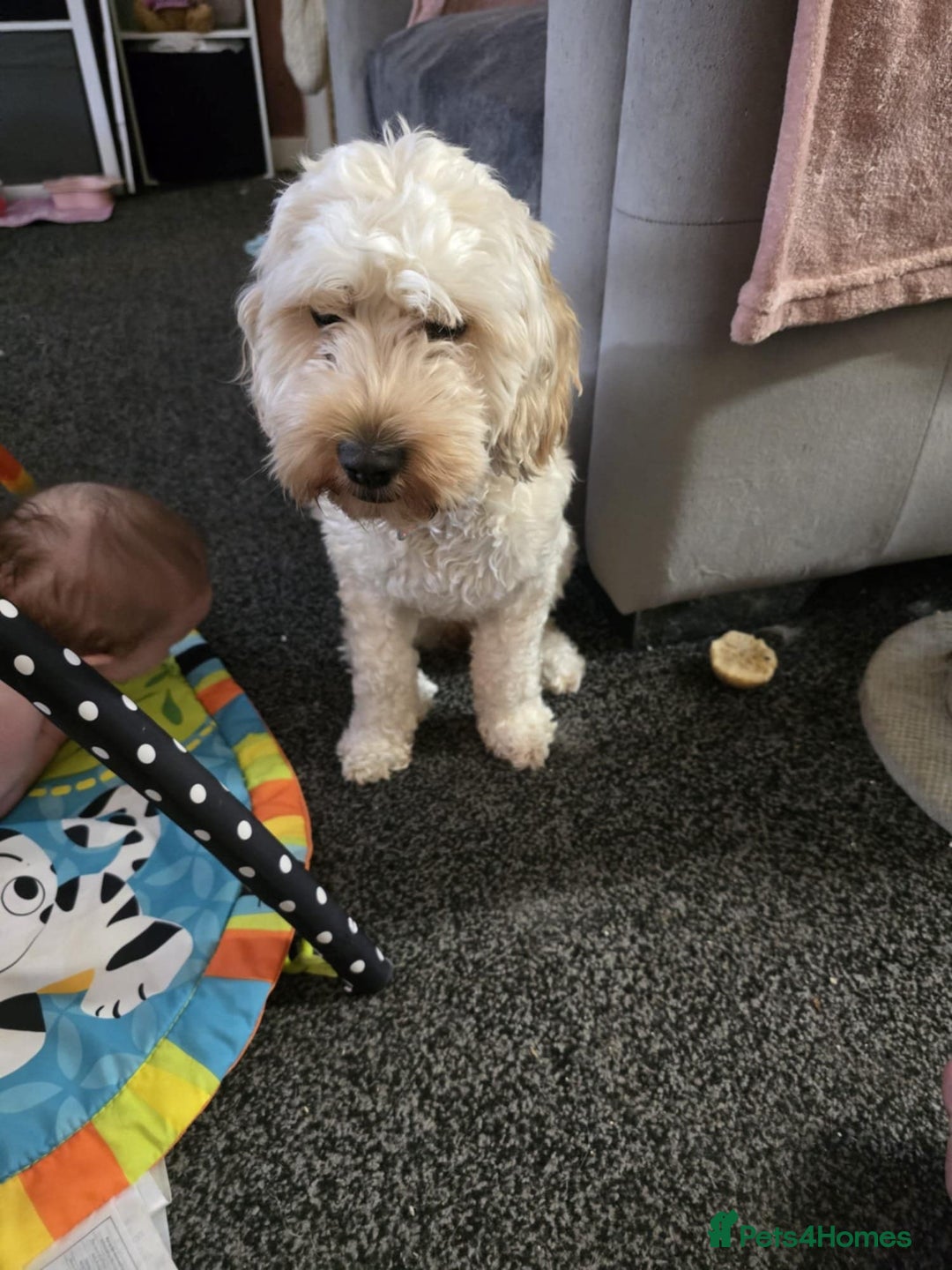 Cockapoo dogs for sale: Beautiful F2 Cockapoos Looking for Forever Home! - Advert 4