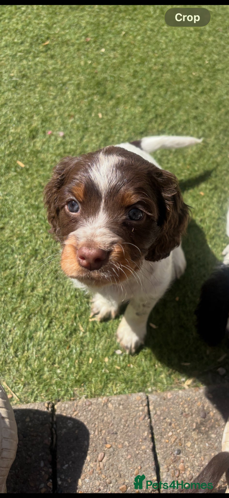 Sprocker dogs STUNNING LITTER SPROCKERS  - Advert 2