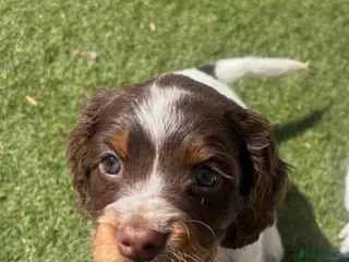 Sprocker dogs for sale: STUNNING LITTER SPROCKERS - Advert 1