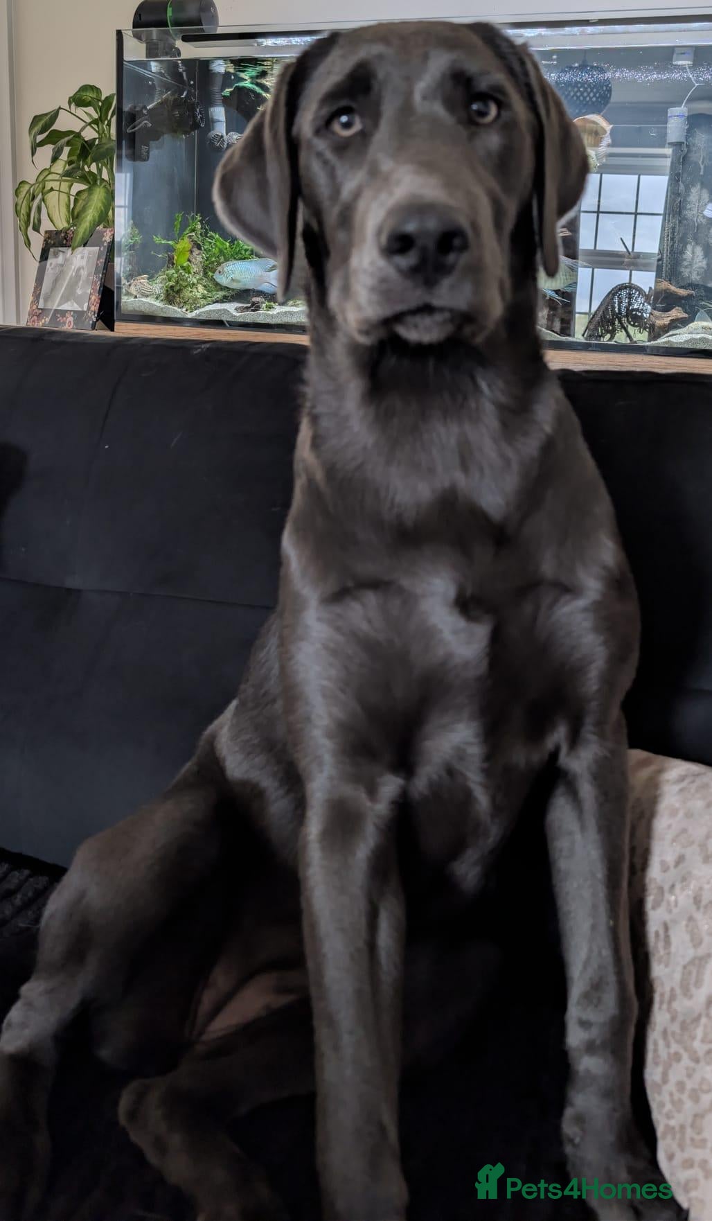 Labrador Retriever dogs Beautiful 7 month old Charcoal Labrador  - Advert 5