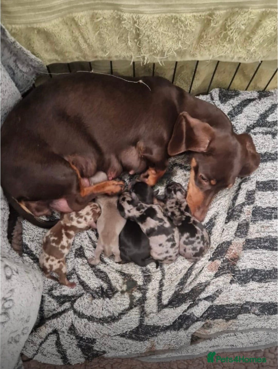 Miniature Dachshund dogs for sale: Miniature dachshund  - Advert 1