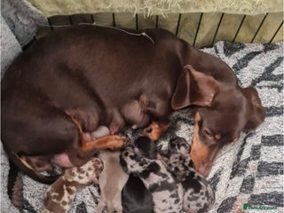 Miniature Dachshund dogs Miniature dachshund - Advert 4