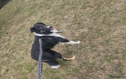 Border Collie dogs for sale: Beautiful border Collie bailey - Image 2