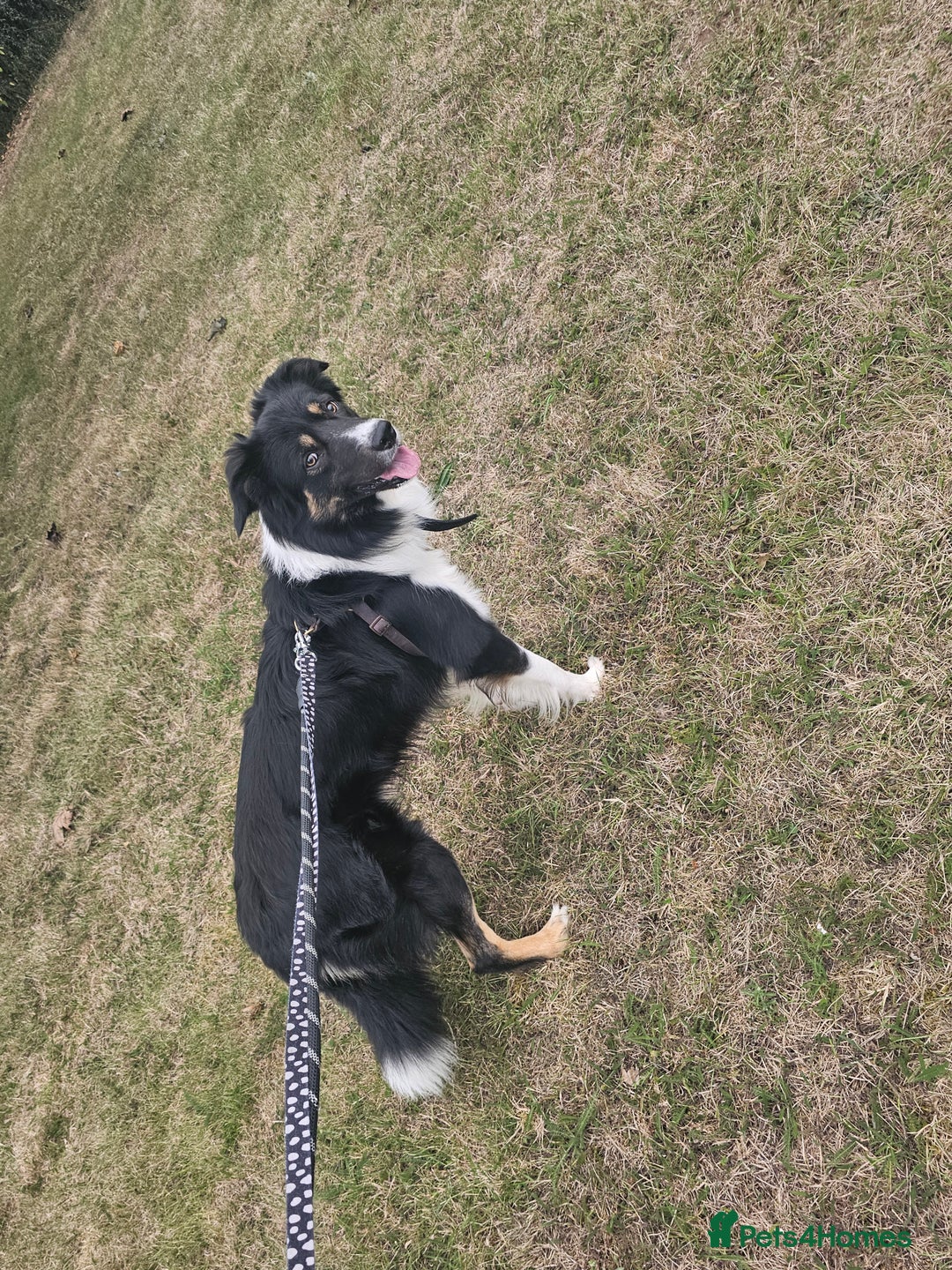 Border Collie dogs for sale: Beautiful border Collie bailey - Image 2