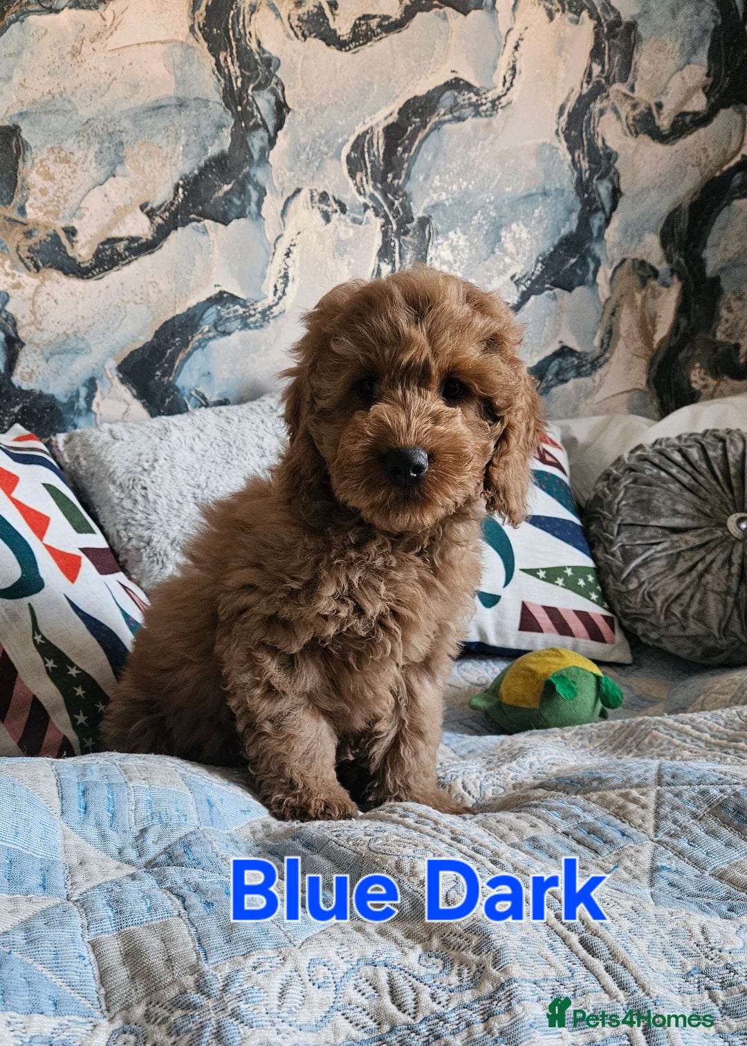 Cockapoo dogs for sale: Cockapoo - Advert 11