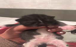 Mixed Breed cats for sale: Kittens for sale - Advert 4