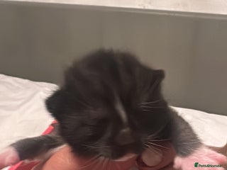 Mixed Breed cats Kittens for sale - Advert 9