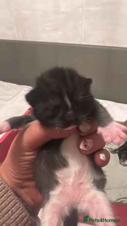 Mixed Breed cats Kittens for sale - Advert 9