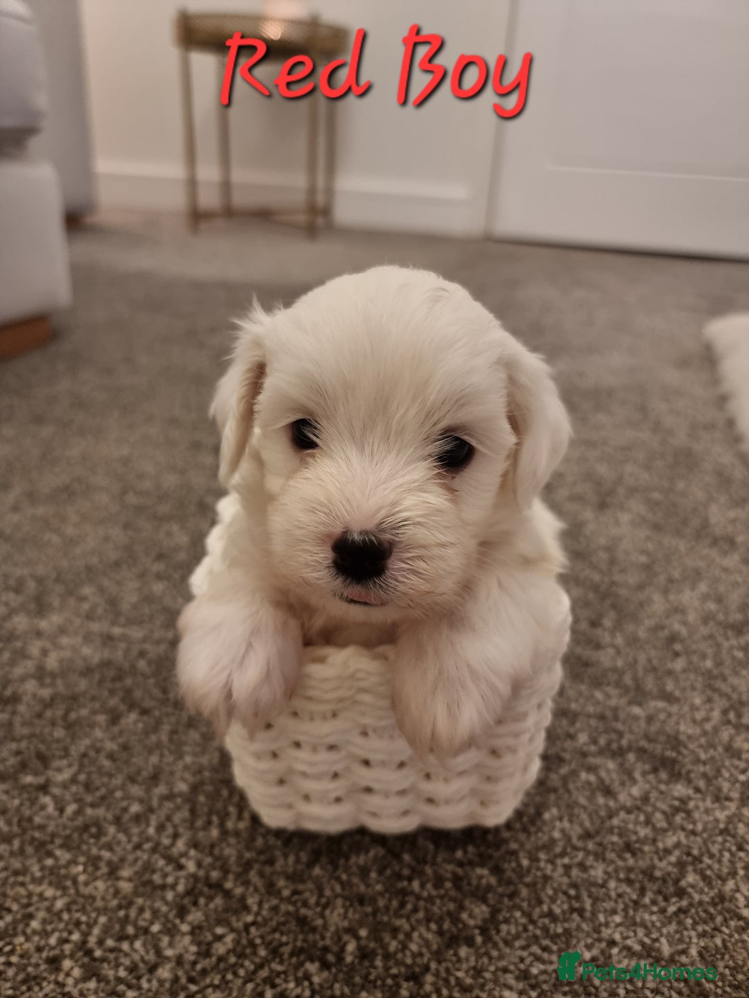 Maltipoo dogs for sale: Beautiful Maltipoo Puppies - Advert 9