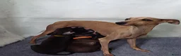Italian Greyhound dogs for sale: EXCEPTIONAL TOP QUALITY KC REG. ITALIAN GREYHOUNDS in Bury Saint Edmunds - Advert 2
