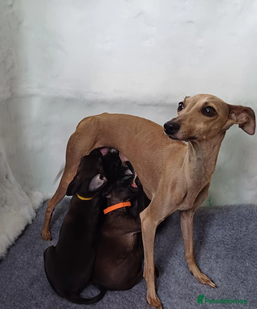 Italian Greyhound dogs for sale: EXCEPTIONAL TOP QUALITY KC REG. ITALIAN GREYHOUNDS in Bury Saint Edmunds - Advert 2
