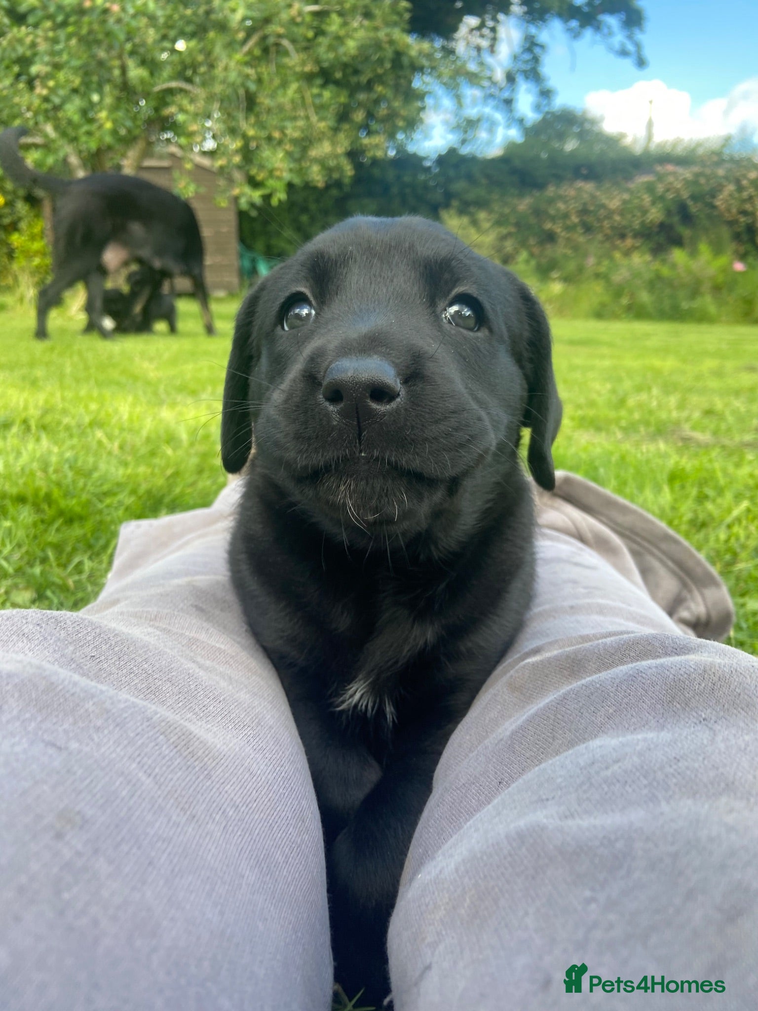 Labrador Retriever dogs LAST 2 LEFT Chunky quality labrador pups - Advert 1