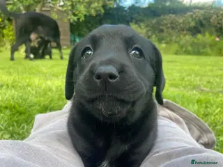 Labrador Retriever dogs LAST 2 LEFT Chunky quality labrador pups - Advert 1